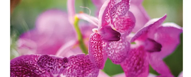 3ª Exposição de Orquídeas de Viseu